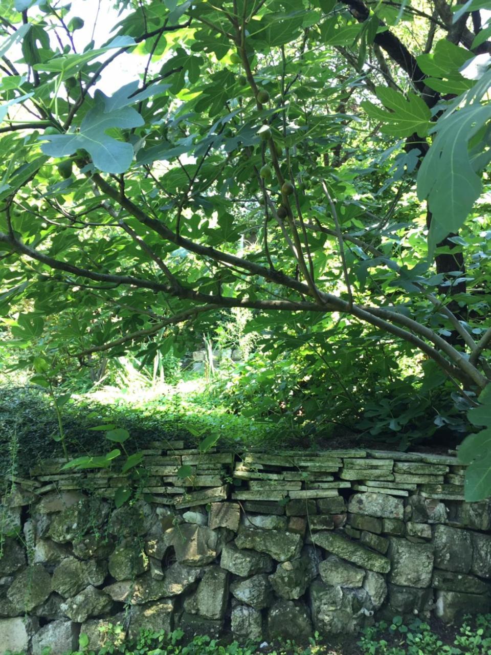 彼得罗瓦拉丁Pergola House In A Green Oasis With Fantastic View公寓 外观 照片