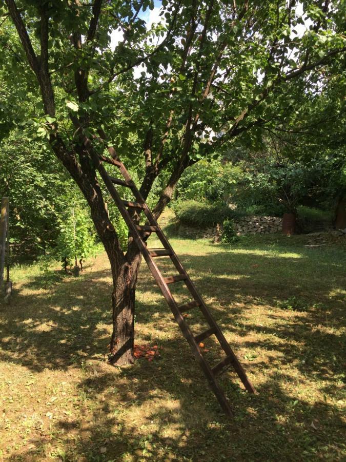 彼得罗瓦拉丁Pergola House In A Green Oasis With Fantastic View公寓 外观 照片